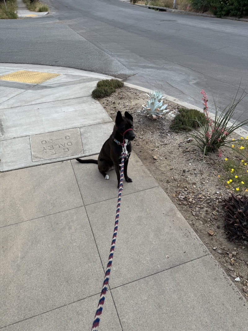 A picture of a black dog named Bowie sitting, taken on July 3 2024 at 6:45 am